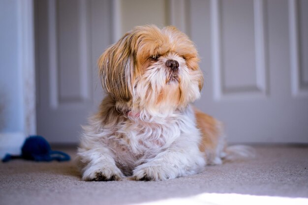 Foto hond die thuis op de vloer zit