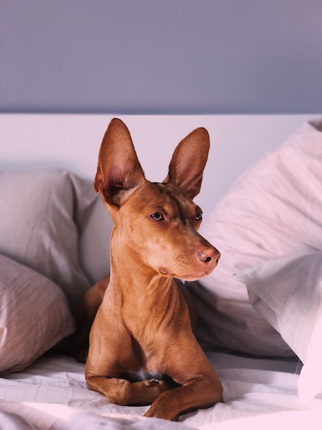 Hond die thuis op het bed ligt