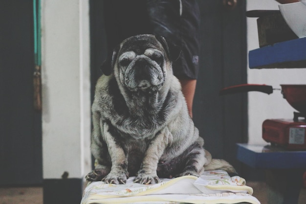 Foto hond die thuis op tafel zit