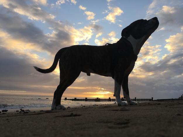 Hond die tijdens de zonsondergang op het strand tegen de lucht staat