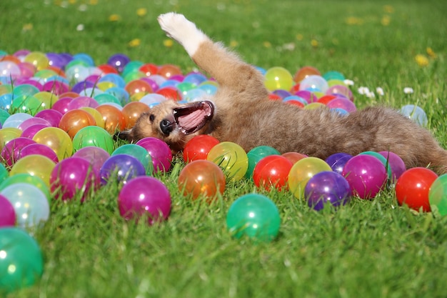 Foto hond die tussen ballonnen op het veld ligt