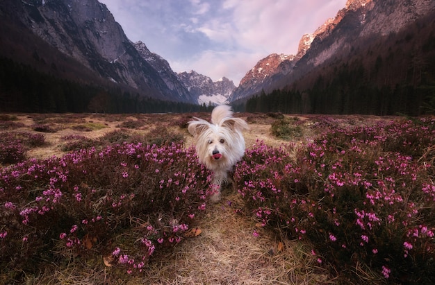 Hond die van de tijd onder de bloemen geniet