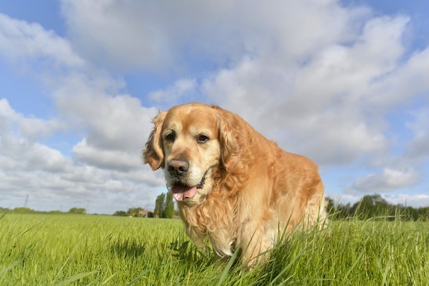 Hond die vooruit van gezicht beweegt