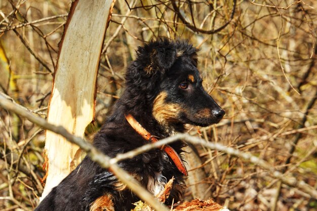 Foto hond die wegkijkt in het bos