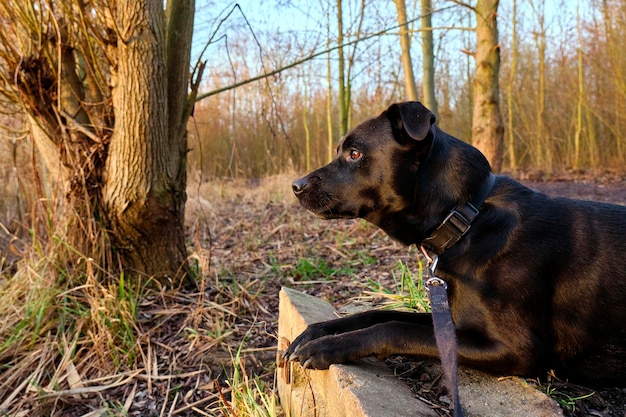 Foto hond die wegkijkt in het bos