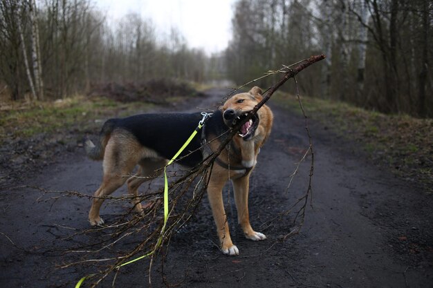 Foto hond die wegkijkt op de weg