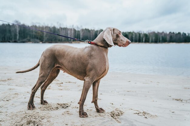 Hond die wegkijkt op het strand