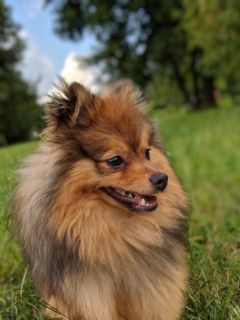 Foto hond die wegkijkt op het veld