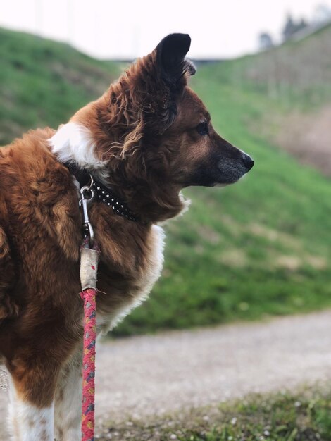 Foto hond die wegkijkt op het veld