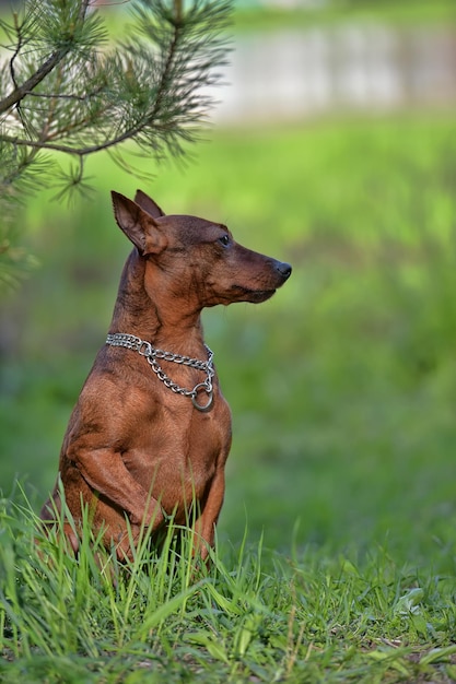 Foto hond die wegkijkt op het veld