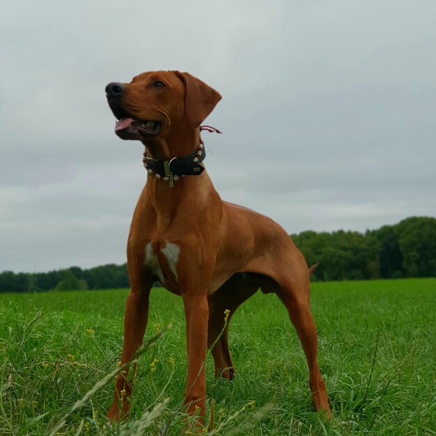 Foto hond die wegkijkt op het veld