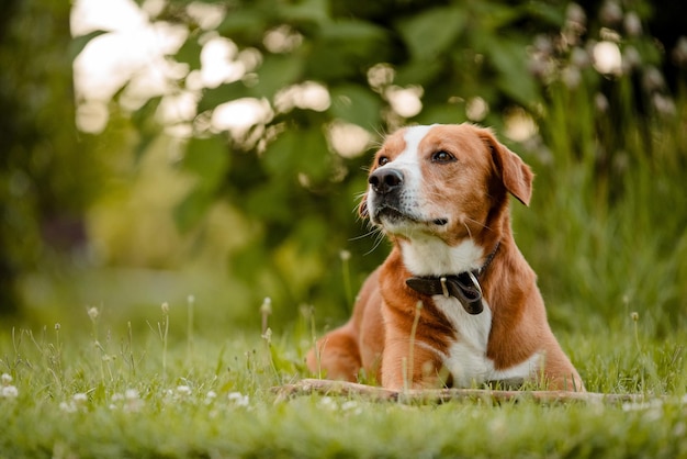 Hond die wegkijkt op het veld