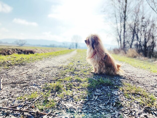 Foto hond die wegkijkt op het veld