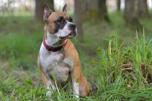 Foto hond die wegkijkt op het veld