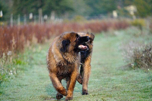 Foto hond die wegkijkt op het veld