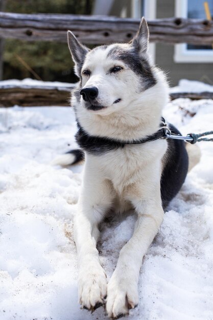 Foto hond die wegkijkt op sneeuw