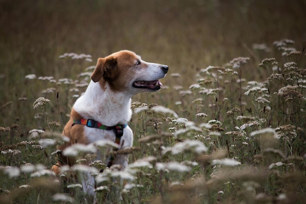 Hond die wegkijkt te midden van bloemen op het veld