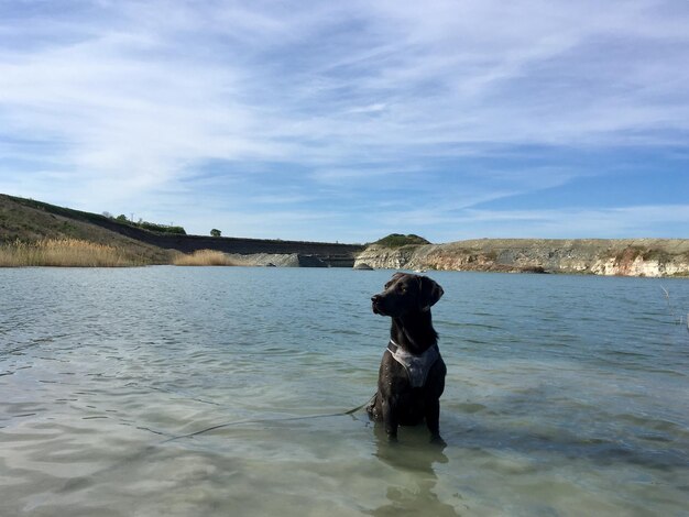 Foto hond die wegkijkt terwijl hij in het meer zit