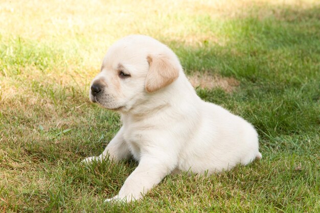 Hond die wegkijkt terwijl hij op het gras zit