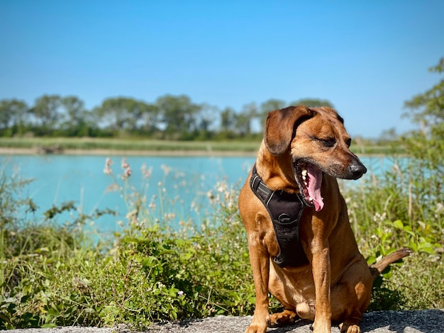 Foto hond die wegkijkt terwijl hij op het meer tegen de lucht staat