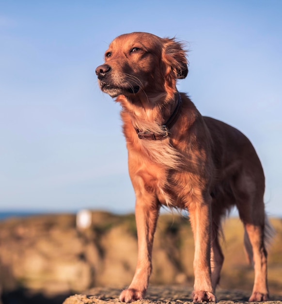 Hond die wegkijkt terwijl hij op het strand staat