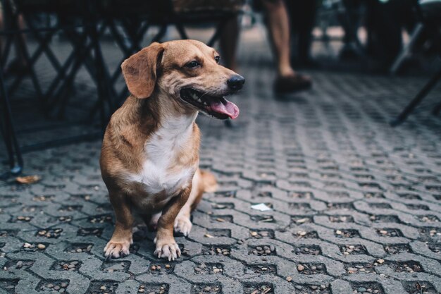 Hond die wegkijkt terwijl hij op het voetpad zit