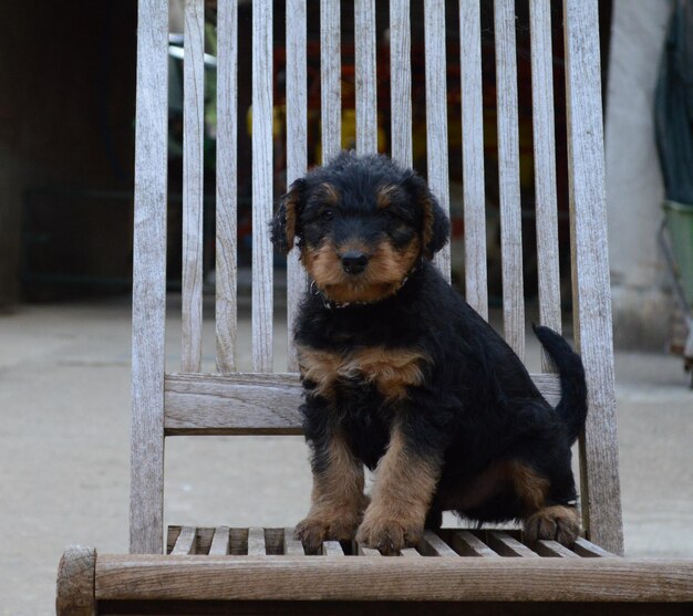 Foto hond die wegkijkt