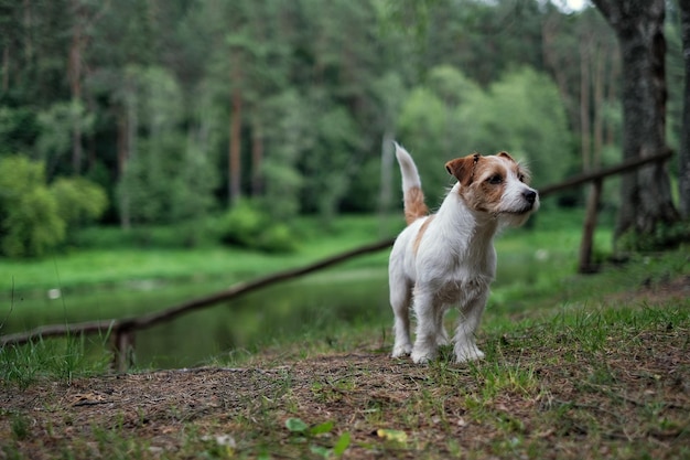 Hond die wegkijkt