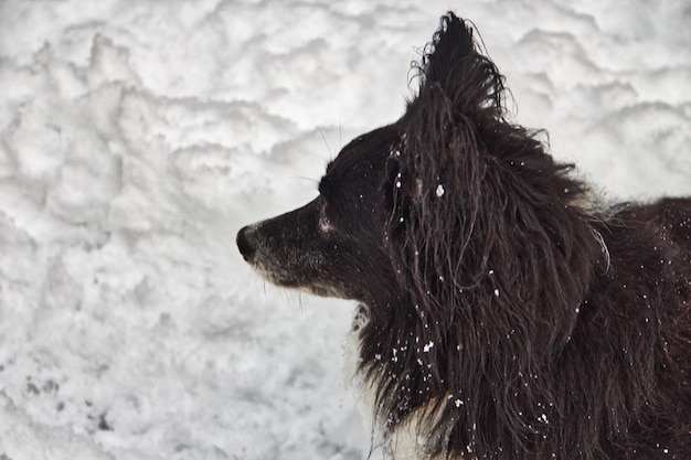 Foto hond die wegkijkt