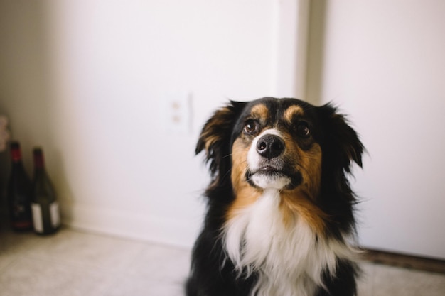 Hond die wegkijkt
