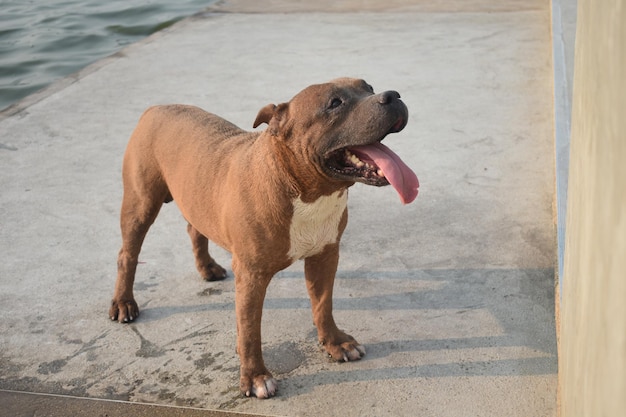 Foto hond die wegkijkt