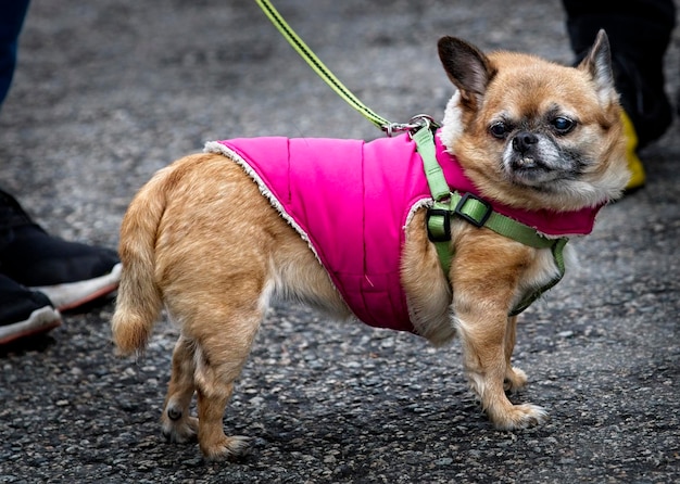 Foto hond die wegkijkt