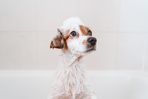 Hond die wegkijkt