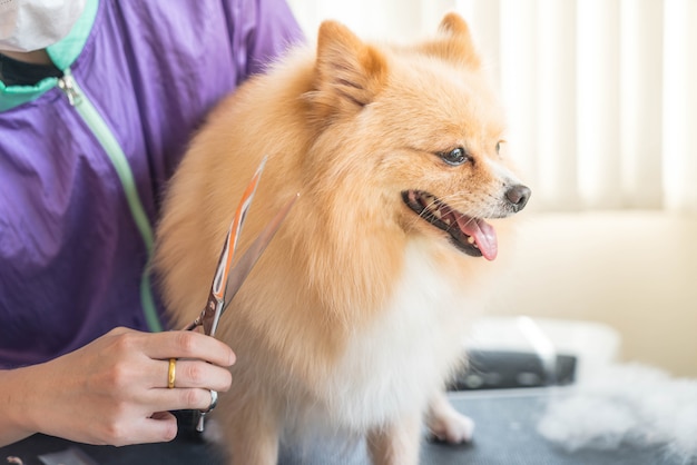 Hond die wordt verzorgd bij salon