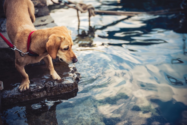 Hond die zich bij de zee bevindt