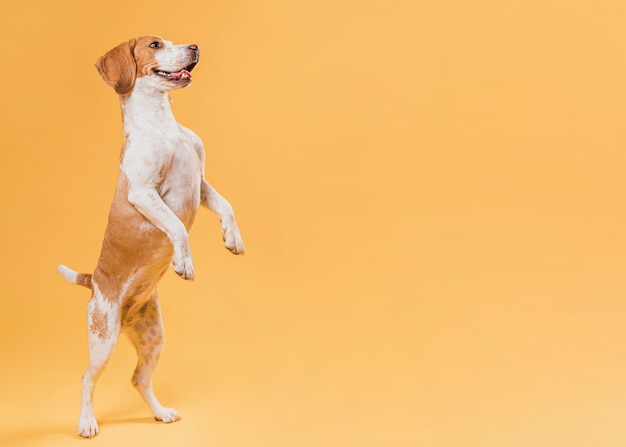 Hond die zich op achterste benen met exemplaarruimte bevindt