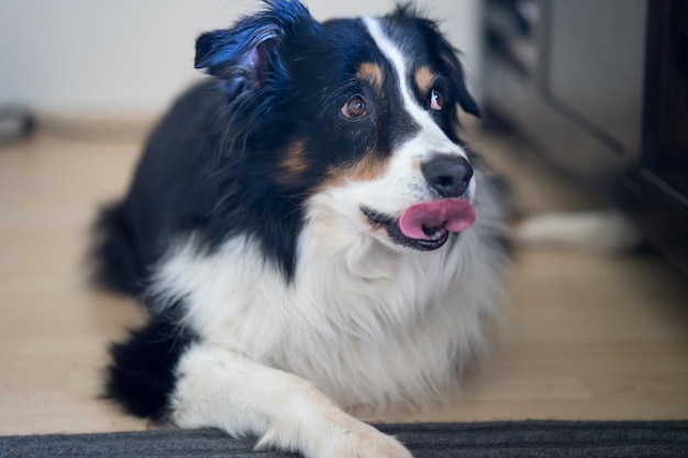 Hond die zijn tong uitsteekt.