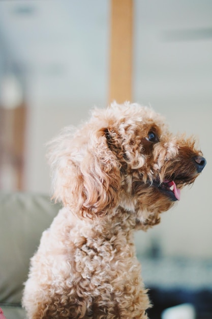 Hond die zijn tong uitsteekt