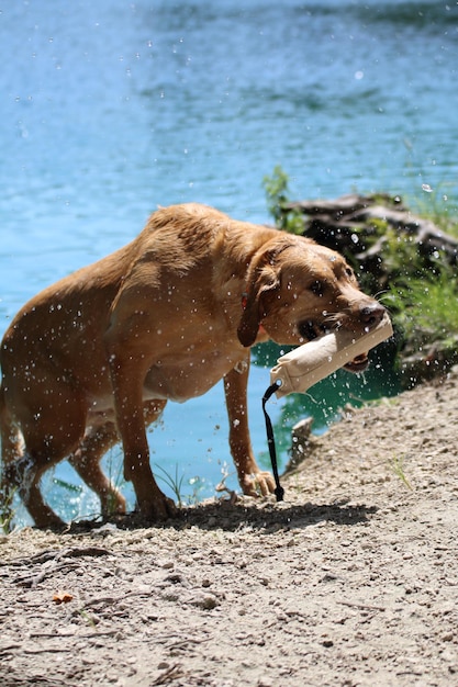 Hond draagt speelgoed terwijl hij uit de rivier komt