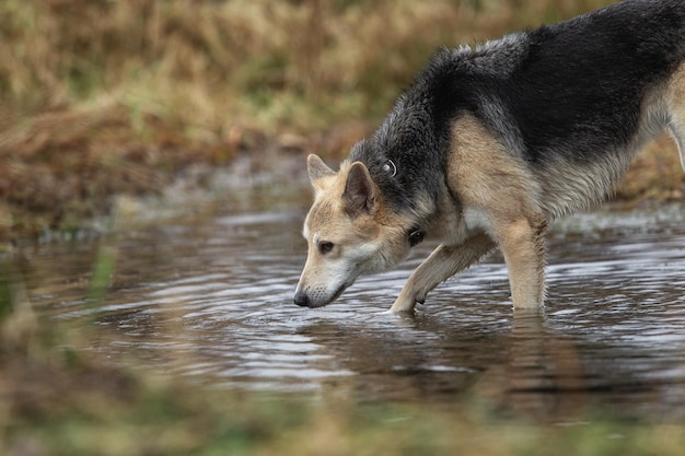 Hond drinkt uit een regenplas in de natuur