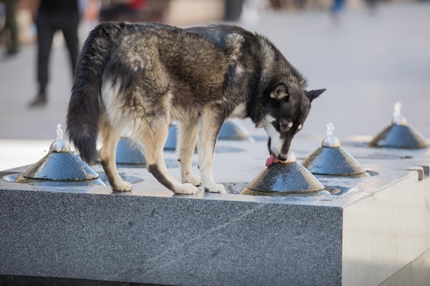 Hond drinkt water uit een fontein