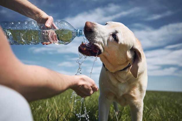 Hond drinkt water uit een plastic fles huisdiereigenaar zorgt voor zijn labrador tijdens een hete zonnige dag