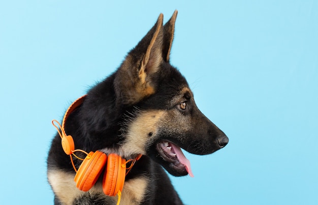 Hond Duitse herder puppy in koptelefoon, lichtblauwe geïsoleerde achtergrond. Het concept van huisdieren luisteren naar muziek