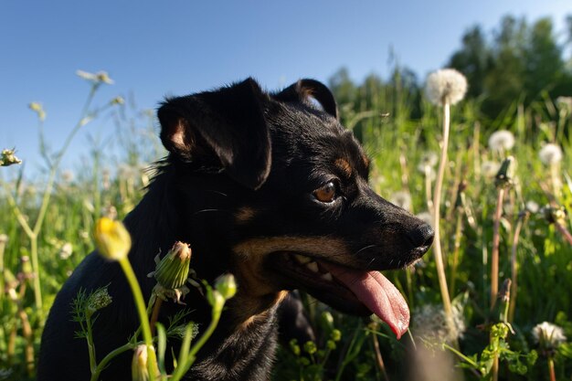 Hond Een terriër Leuke lachende rasechte hond in de natuur Dierlijke thema's