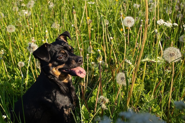 Hond Een terriër Leuke lachende rasechte hond in de natuur Dierlijke thema's