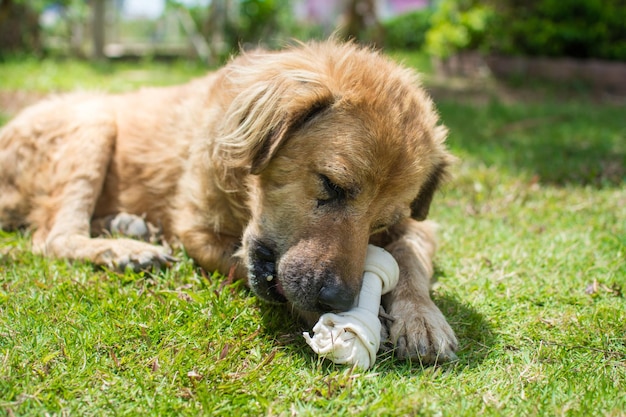 Hond eet bot op weidebot gemaakt van gedroogd runderleer