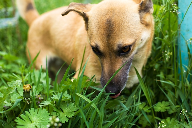 Hond eet gras