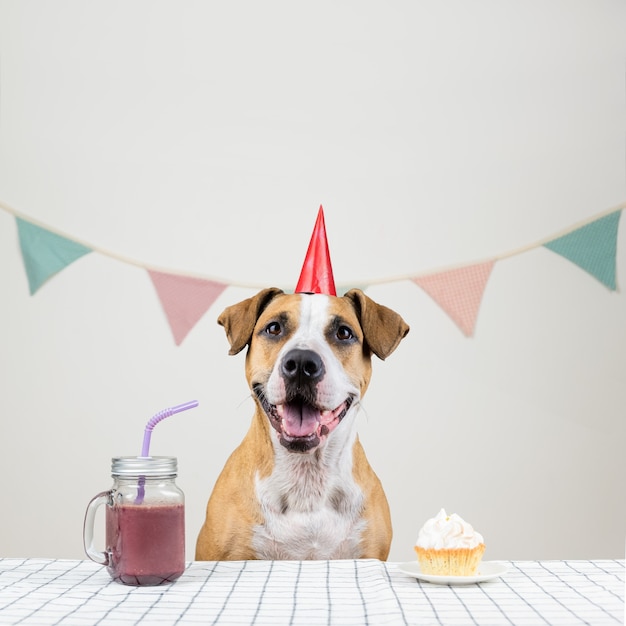 Hond en haar verjaardagstraktatie in de vorm van een feestelijke taart en een drankje. Schattige puppy in een feestmuts poseren in ingerichte kamer met een muffin