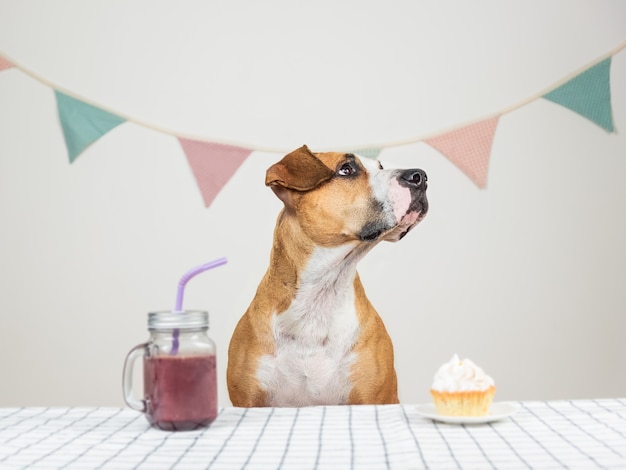 Hond en haar verjaardagstraktatie in de vorm van een feestelijke taart en een drankje. Schattige puppy in een kroon poseren in ingerichte kamer met een muffin