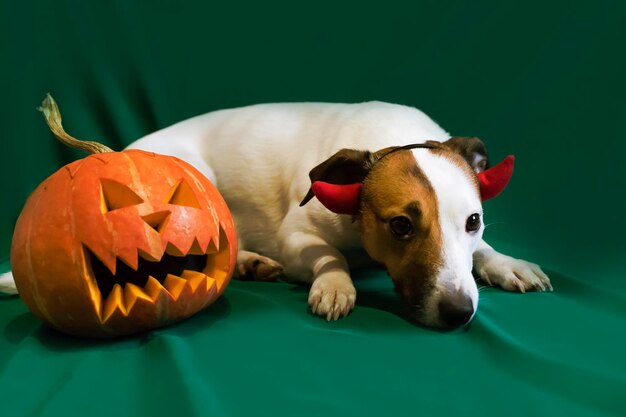 Hond en halloween